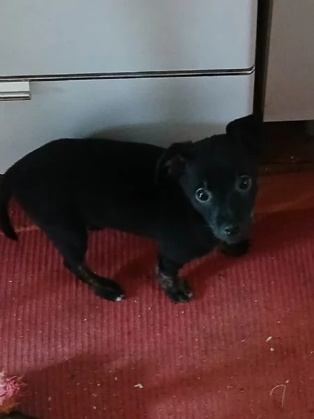  Cucciolo cerca casa Cane cucciolo Di 60 giorni
