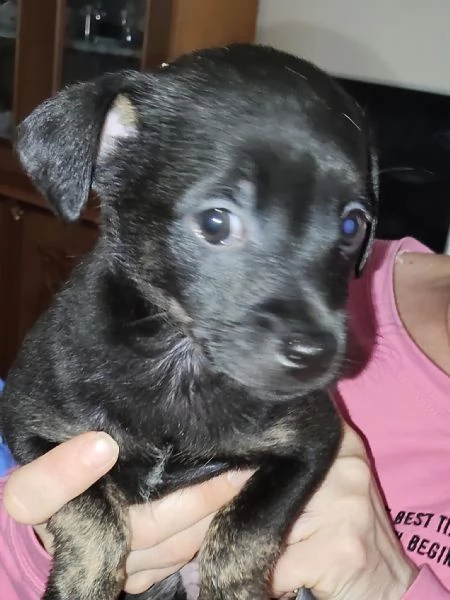  Cucciolo cerca casa Cane cucciolo Di 60 giorni | Foto 0