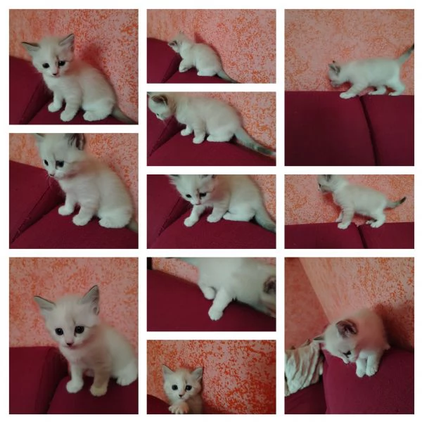 Gattini | Foto 3