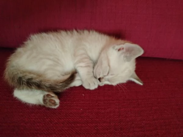 Gattini | Foto 1