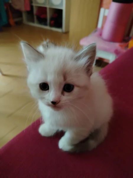 Gattini