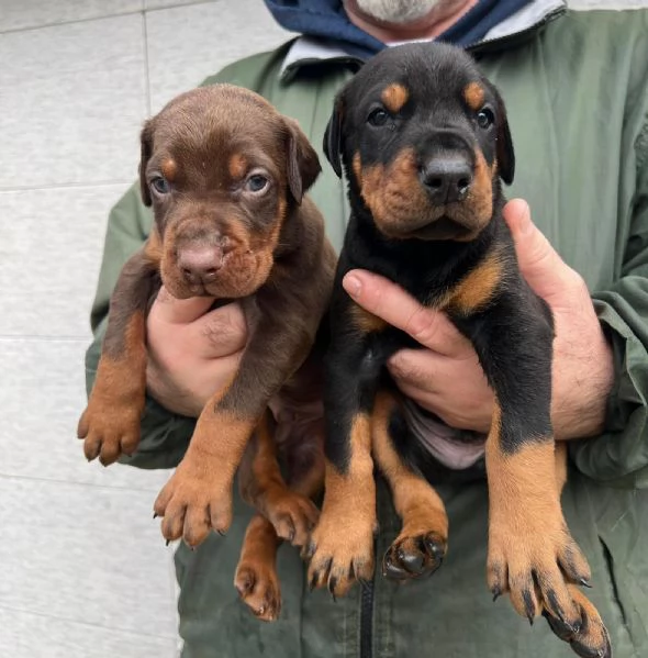 Dobermann – Cuccioli in vendita | Foto 1