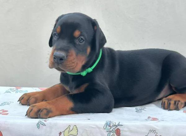 Dobermann – Cuccioli in vendita | Foto 0