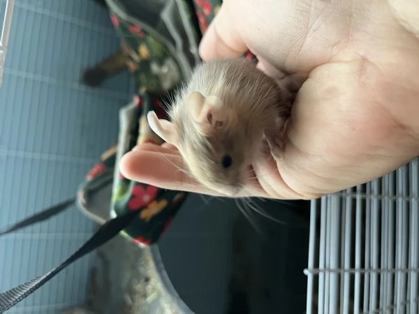 Degu del Cile cuccioli  | Foto 3