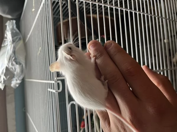 Degu del Cile cuccioli  | Foto 0