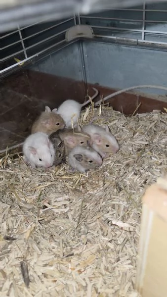 Degu del Cile cuccioli 