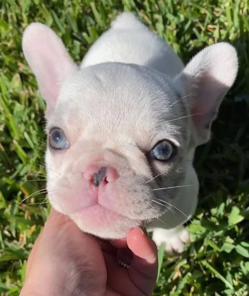  cuccioli di Bulldog Francese! Contattatemi su WhatsApp al numero [hidden]