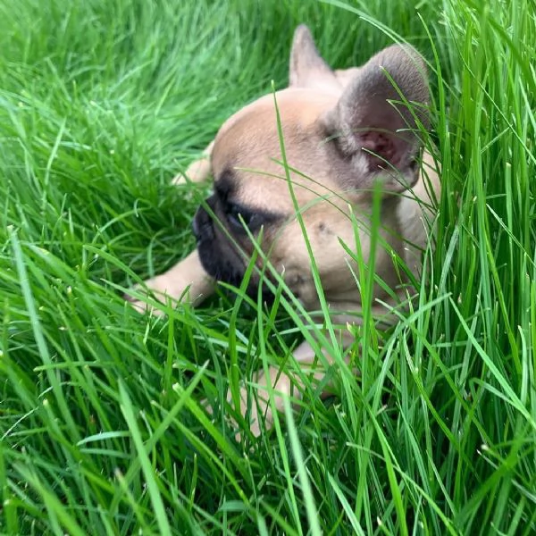  cuccioli di Bulldog Francese! Contattatemi su WhatsApp al numero [hidden] | Foto 3
