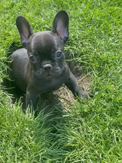  cuccioli di Bulldog Francese! Contattatemi su WhatsApp al numero [hidden] | Foto 2