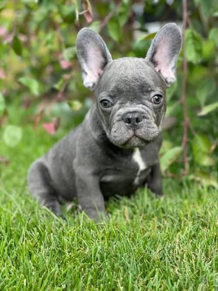  cuccioli di Bulldog Francese! Contattatemi su WhatsApp al numero [hidden] | Foto 1