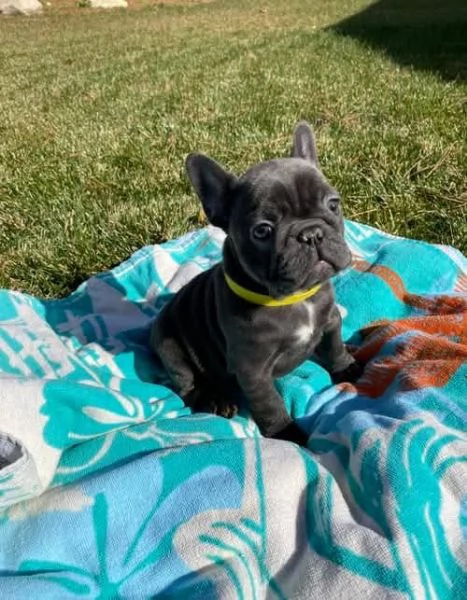  cuccioli di Bulldog Francese! Contattatemi su WhatsApp al numero [hidden] | Foto 0