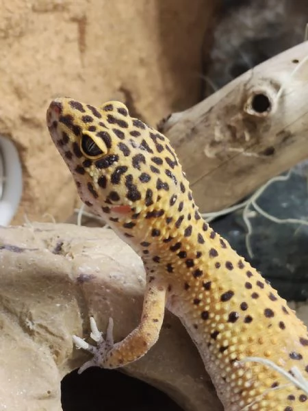Geco leopardino | Foto 3