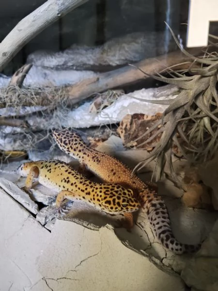 Geco leopardino | Foto 2