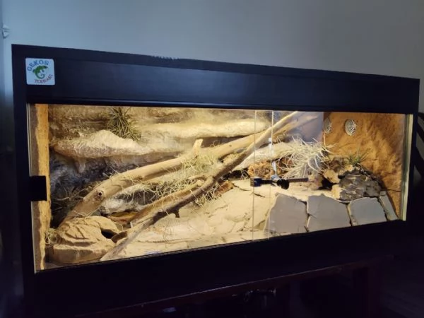 Geco leopardino | Foto 0