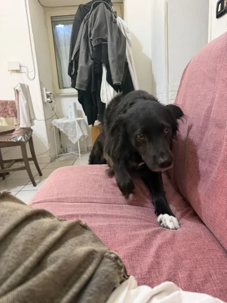 Cane trovato in strada 