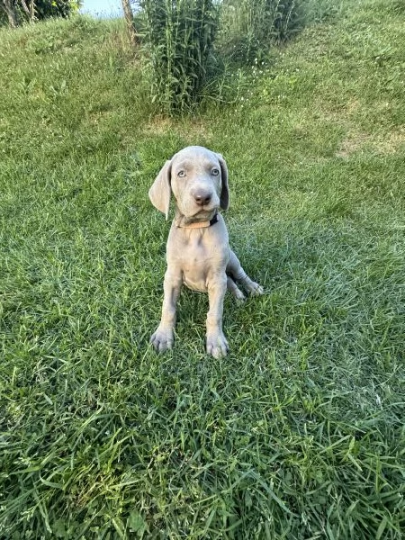 CUCCIOLI DI WEIMARANER CON PEDIGREE ENCI  | Foto 1