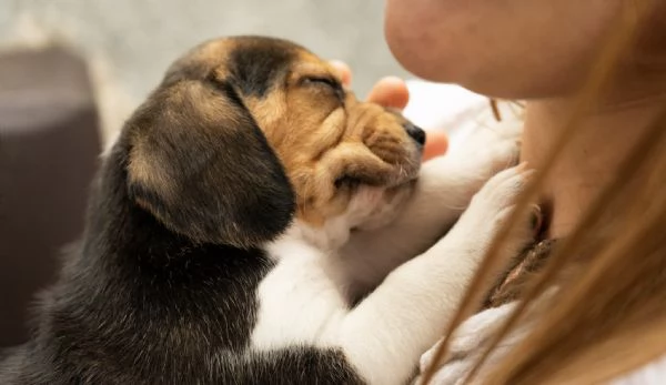 CUCCIOLATA TRICOLORE BEAGLE | Foto 4