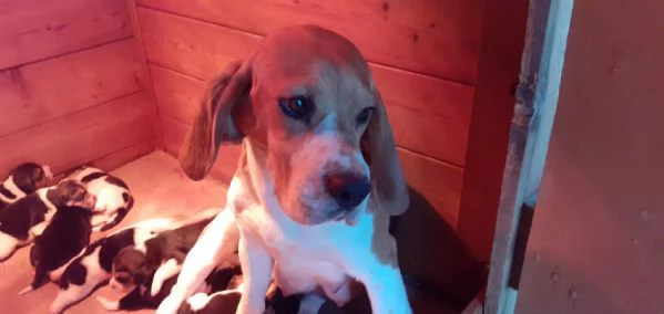 CUCCIOLATA TRICOLORE BEAGLE | Foto 3