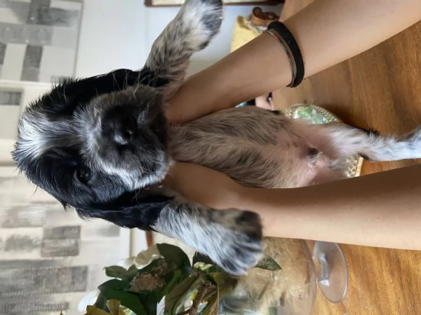Cuccioli cocker