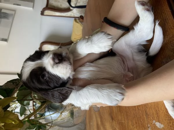 Cuccioli cocker | Foto 1