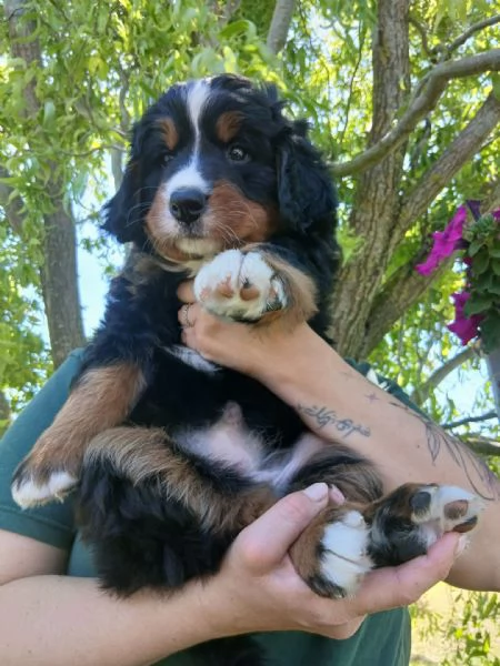 cucciola bovaro del bernese con pedigree