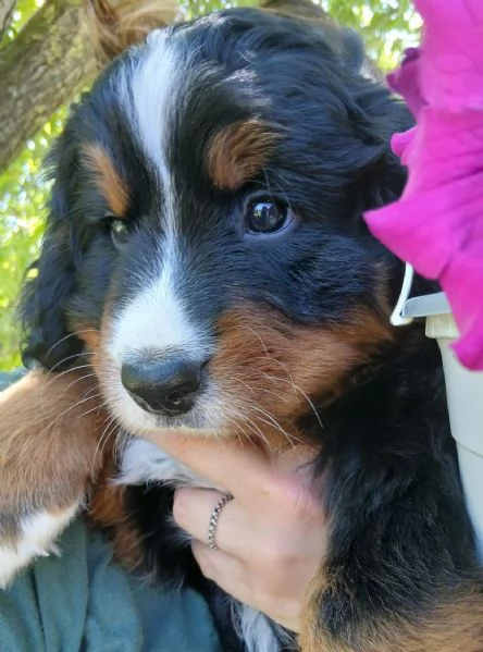 cucciola bovaro del bernese con pedigree | Foto 10