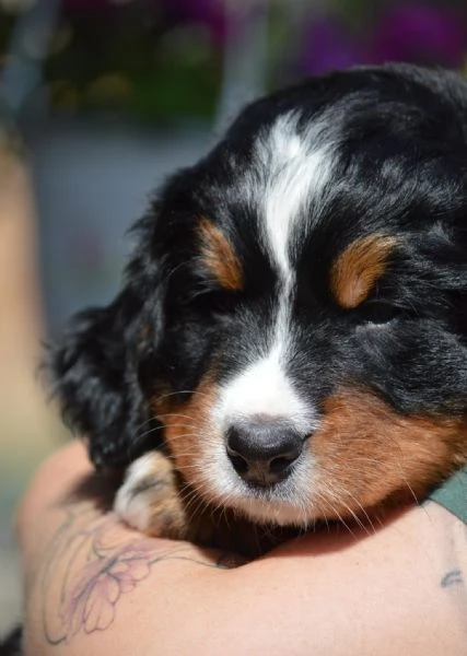 cucciola bovaro del bernese con pedigree | Foto 9