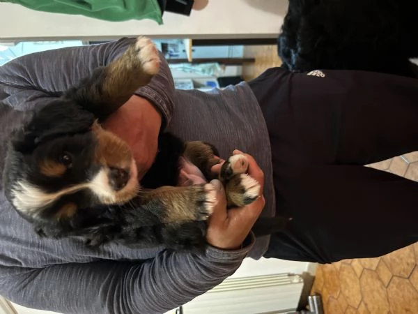 Ultima cucciola bovaro del bernese con pedigree