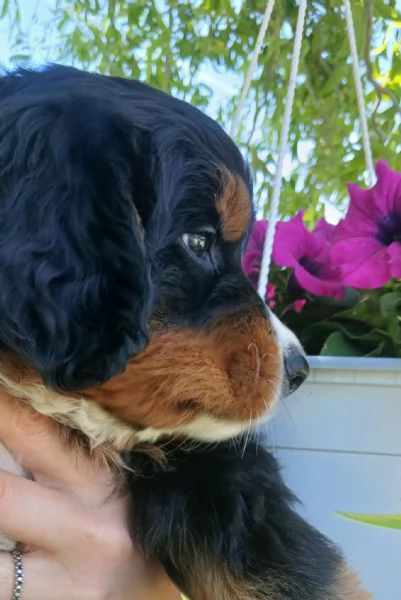 cucciola bovaro del bernese con pedigree | Foto 0