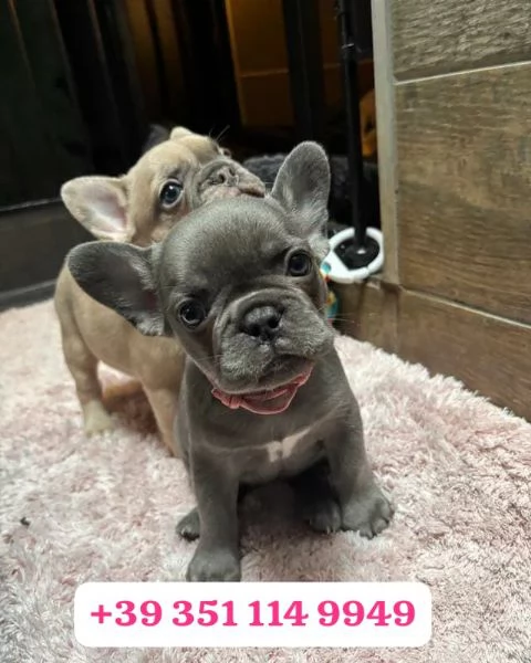  un cucciolo di Bulldog francese maschio e una femmina | Foto 1