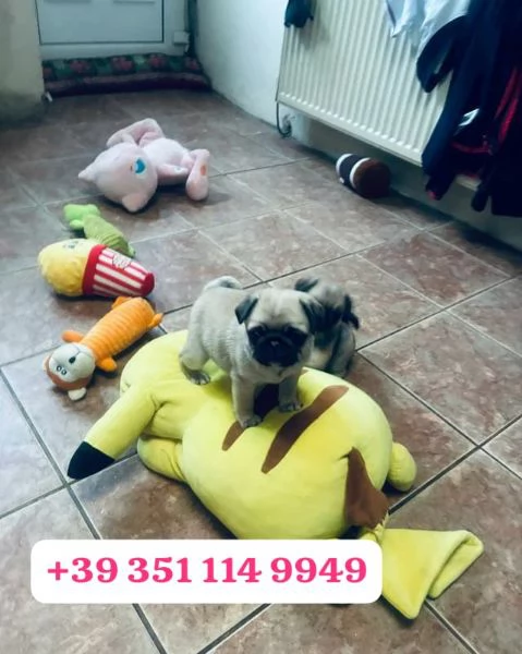 Regala un cucciolo di Carlino maschio e una femmina | Foto 2