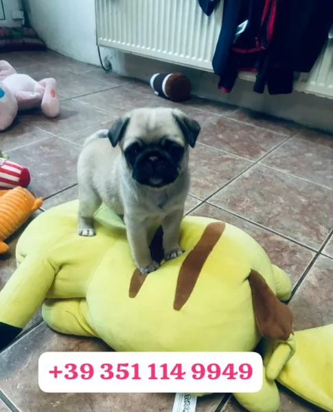 Regala un cucciolo di Carlino maschio e una femmina | Foto 1
