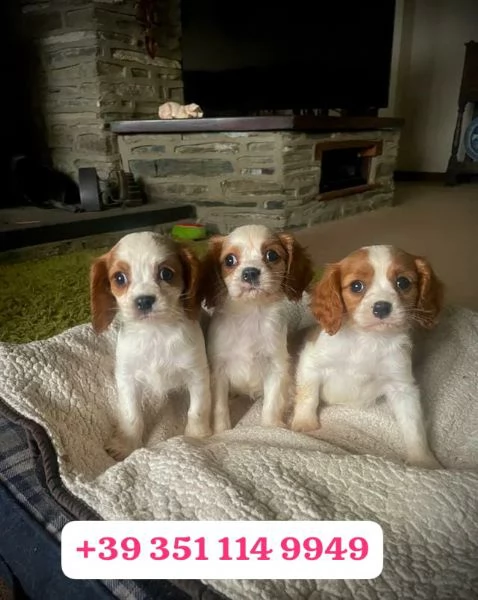  un cucciolo di Cavalier King maschio e una femmina | Foto 2