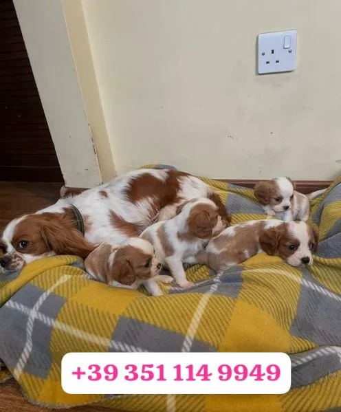  un cucciolo di Cavalier King maschio e una femmina