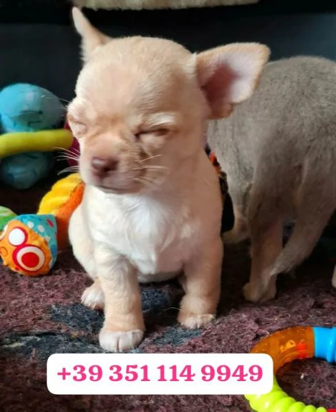  un cucciolo di Chihuahua maschio e una femmina | Foto 2