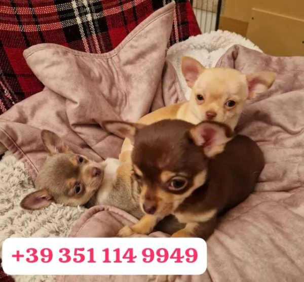 un cucciolo di Chihuahua maschio e una femmina | Foto 1