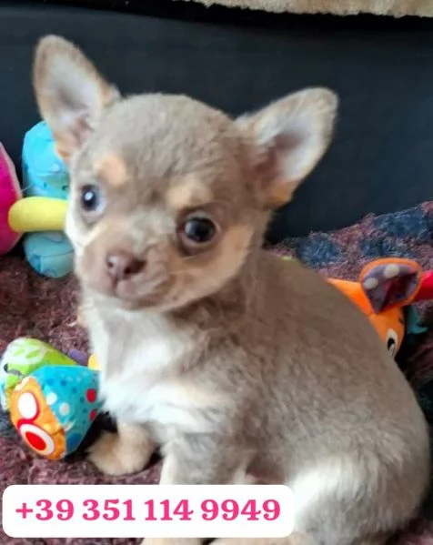  un cucciolo di Chihuahua maschio e una femmina | Foto 0