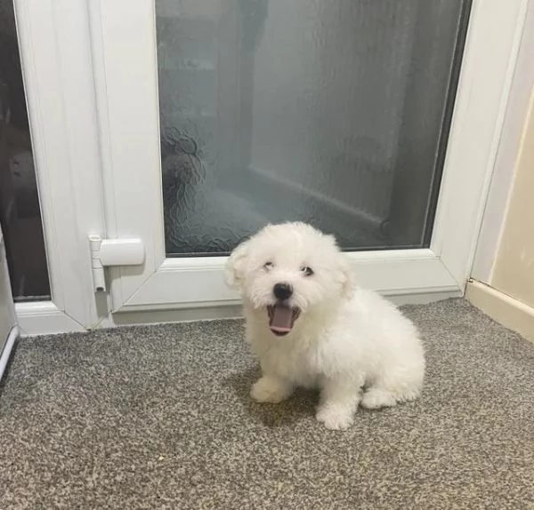  un cucciolo di Maltese maschio e una femmina
