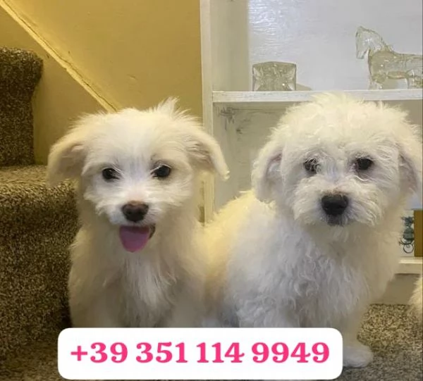  un cucciolo di Maltese maschio e una femmina | Foto 2