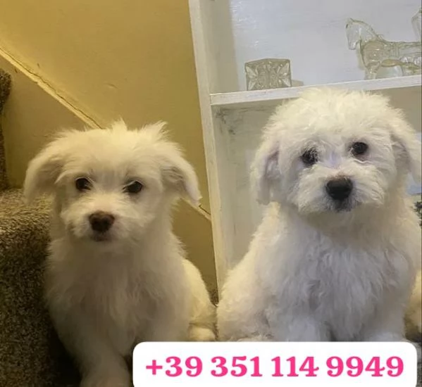  un cucciolo di Maltese maschio e una femmina | Foto 1