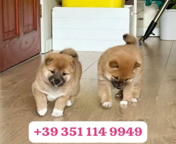  un cucciolo di Shiba Inu maschio e una femmina