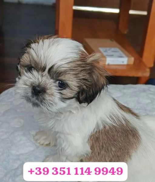 un cucciolo di Shitzu maschio e una femmina | Foto 0