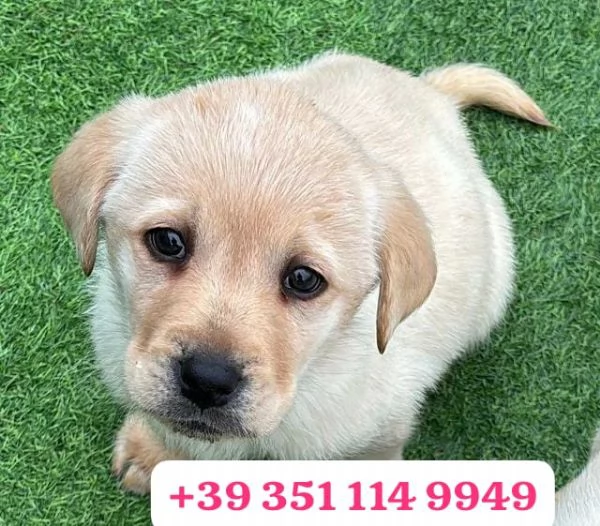  un cucciolo di Labrador maschio e una femmina | Foto 2