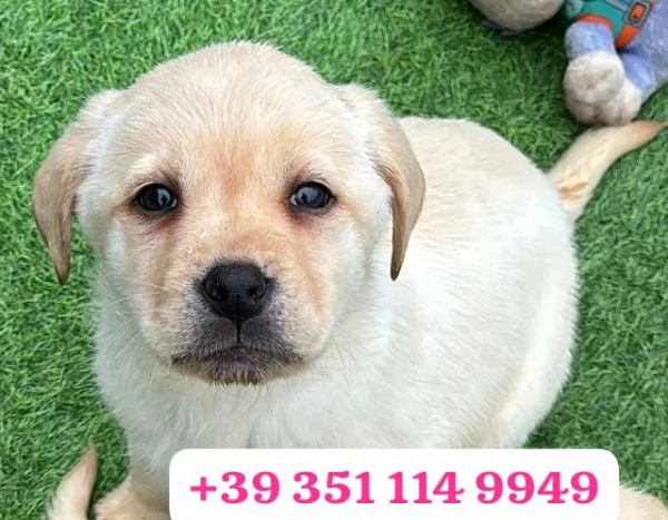  un cucciolo di Labrador maschio e una femmina | Foto 1