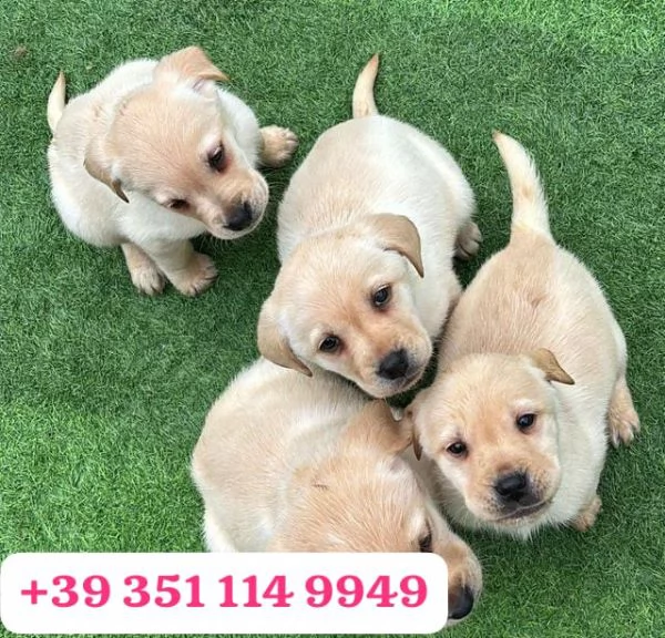  un cucciolo di Labrador maschio e una femmina | Foto 0