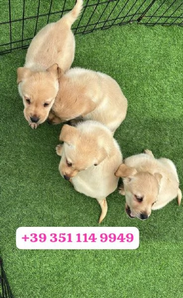  un cucciolo di Labrador maschio e una femmina