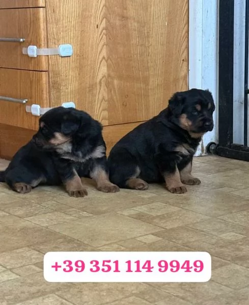  un cucciolo di Rottweiler maschio e una femmina | Foto 2