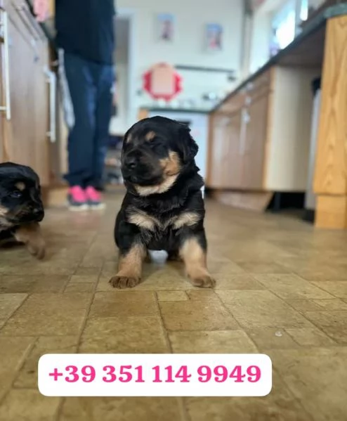  un cucciolo di Rottweiler maschio e una femmina | Foto 1