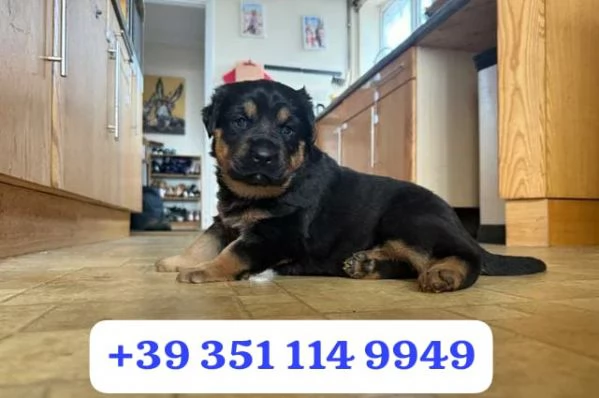  un cucciolo di Rottweiler maschio e una femmina | Foto 0