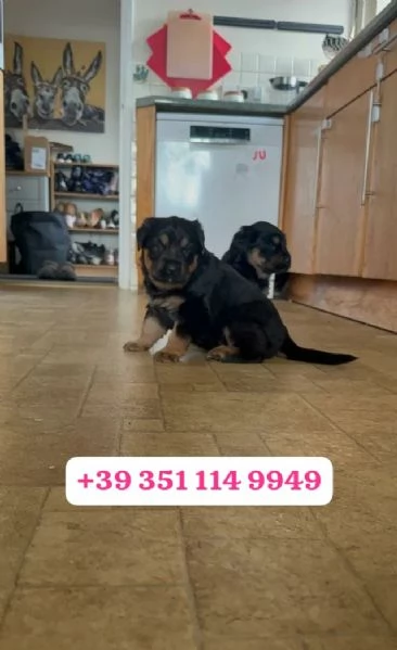  un cucciolo di Rottweiler maschio e una femmina